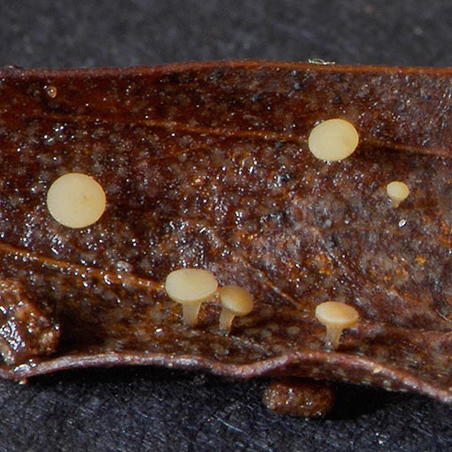 Hymenotorrendiella eucalypti, fungi, Tasmania