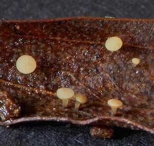 Hymenotorrendiella eucalypti