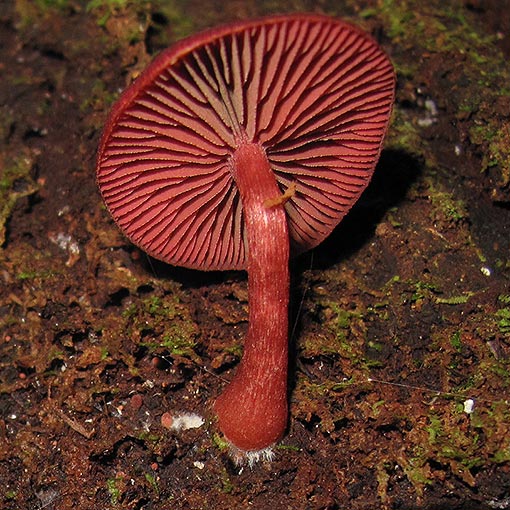 Tubaria rufofulva, Tasmania, fungi