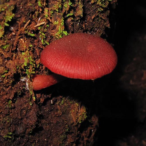 Tubaria rufofulva, Tasmania, fungi