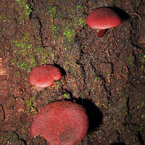 Tubaria rufofulva, Tasmania, fungi