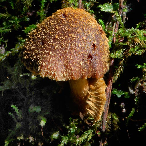 Descolea recedens, fungi, Tasmania