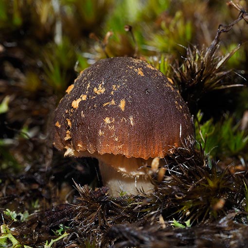 Descolea recedens, fungi, Tasmania
