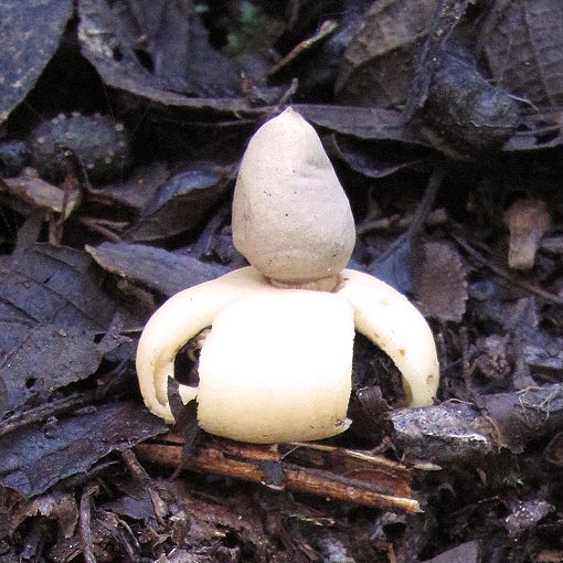 Geastrum triplex, fungi, Tasmania
