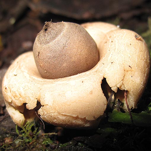 Geastrum triplex, fungi, Tasmania