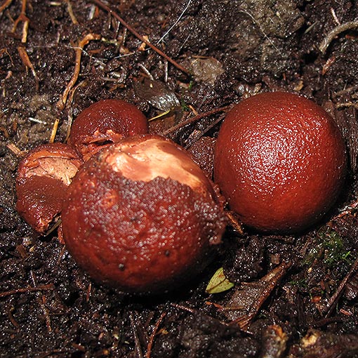 Geastrum triplex, fungi, Tasmania