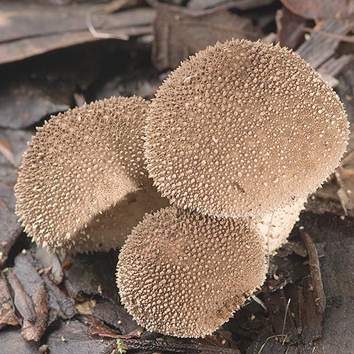 Lycoperdon scabrum, fungi, Tasmania