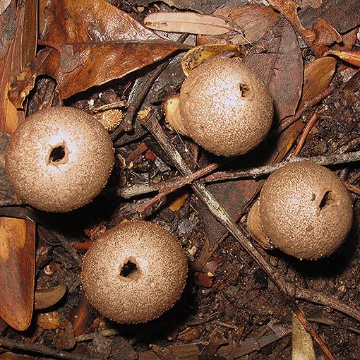 Lycoperdon scabrum, fungi, Tasmania