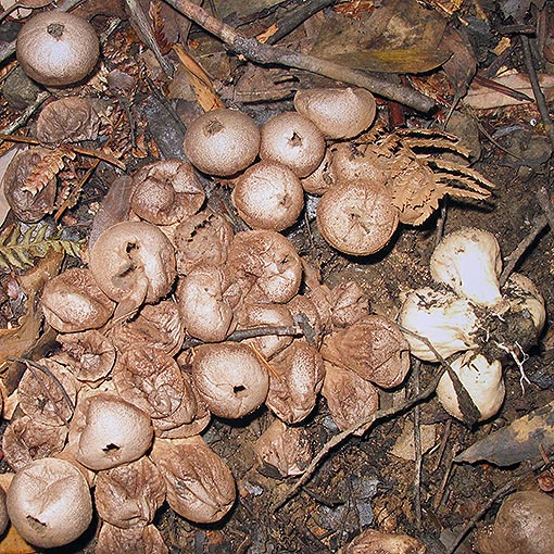 Lycoperdon scabrum, fungi, Tasmania