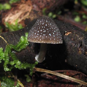 Mycena nargan