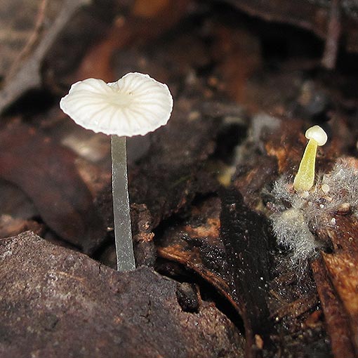 Mycena nivalis, fungi, Tasmania
