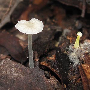 Mycena nivalis