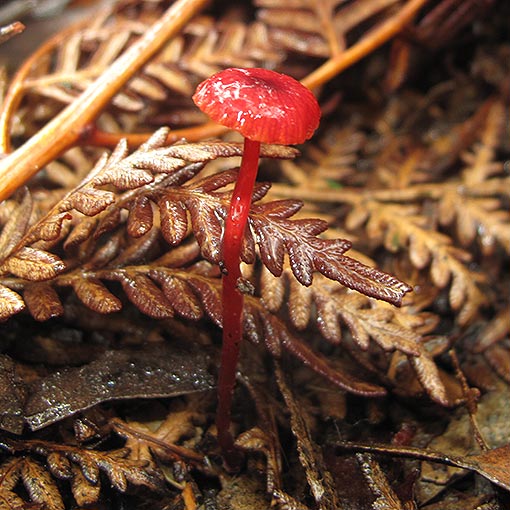 Cruentomycena viscidocruenta, Mycena viscidocruenta, fungi, Tasmania