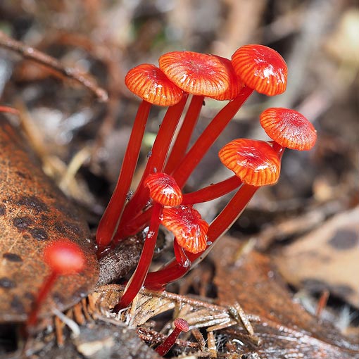 Cruentomycena viscidocruenta, Mycena viscidocruenta, fungi, Tasmania
