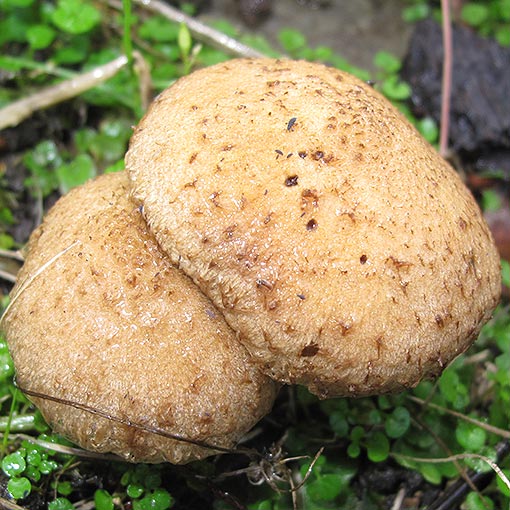 Psathyrella sp | About Tasmania