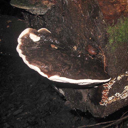 Ganoderma australe, fungi, Tasmania