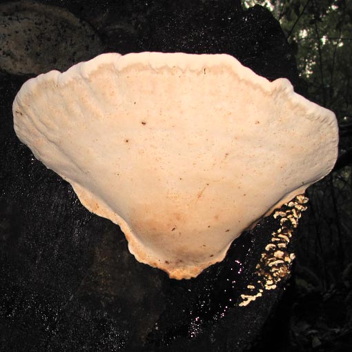 Ganoderma australe, fungi, Tasmania