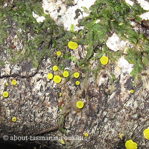 Bisporella sulfurina, fungi, Tasmania