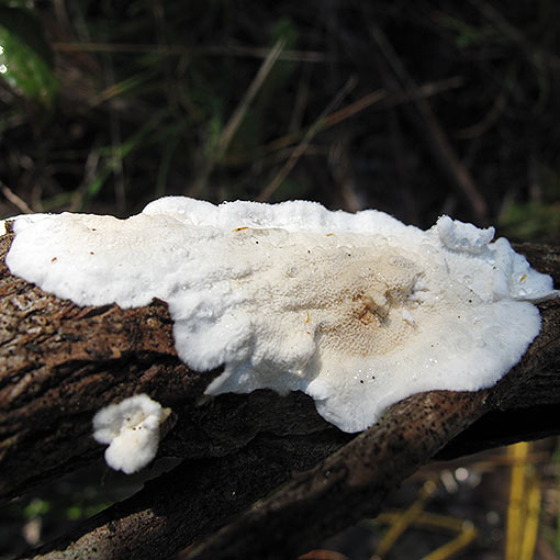 Byssomerulius corium, fungi, Tasmania
