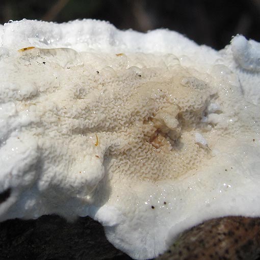 Byssomerulius corium, fungi, Tasmania