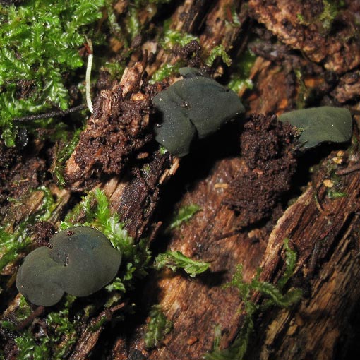 Chlorencoelia versiformis, Tasmania, fungi