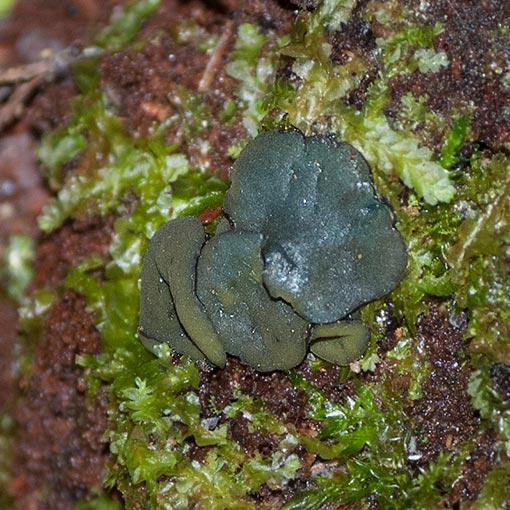 Chlorencoelia versiformis, Tasmania, fungi