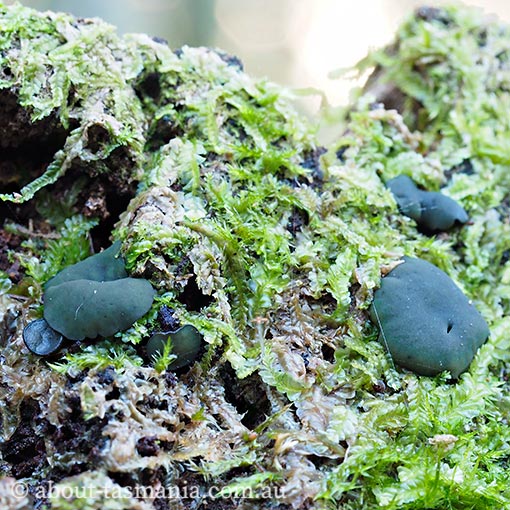 Chlorencoelia versiformis, Tasmania, fungi