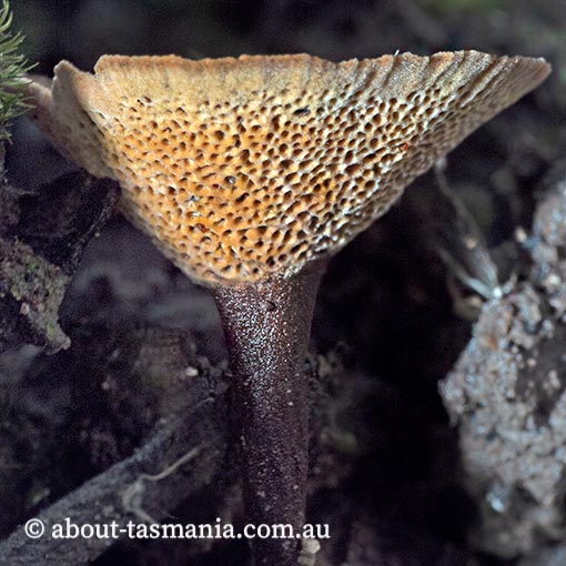 Coltricia australica, fungi, Tasmania