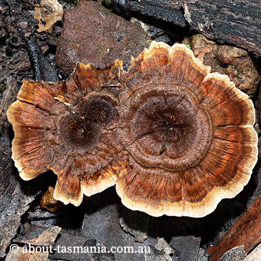 Coltricia australica, fungi, Tasmania