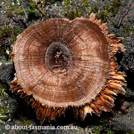 Coltricia australica, fungi, Tasmania