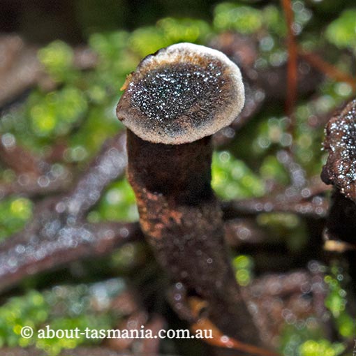 Coltricia australica, fungi, Tasmania