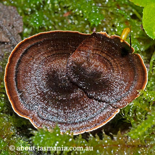 Coltricia australica, fungi, Tasmania