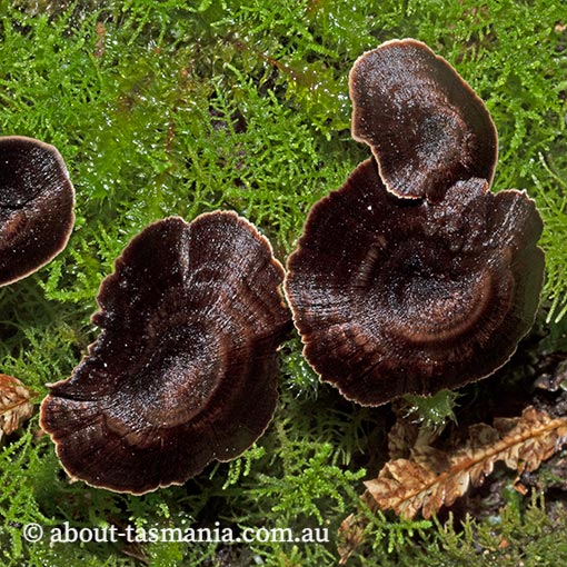 Coltricia australica, fungi, Tasmania