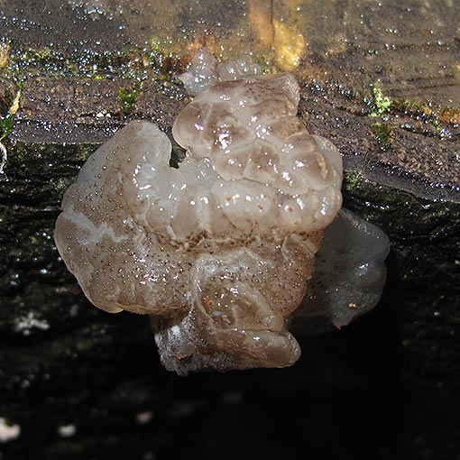 Exidia glandulosa, fungi, Tasmania