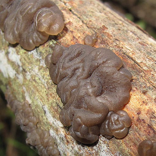 Exidia glandulosa, fungi, Tasmania