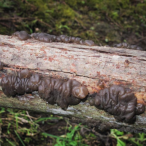 Exidia glandulosa, fungi, Tasmania