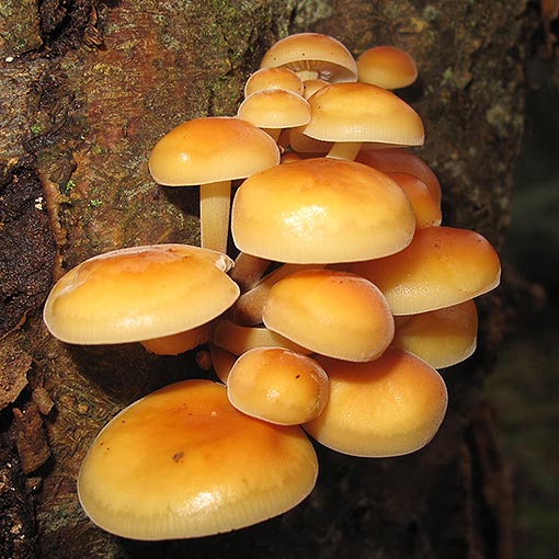 Flammulina velutipes, fungi, Tasmania