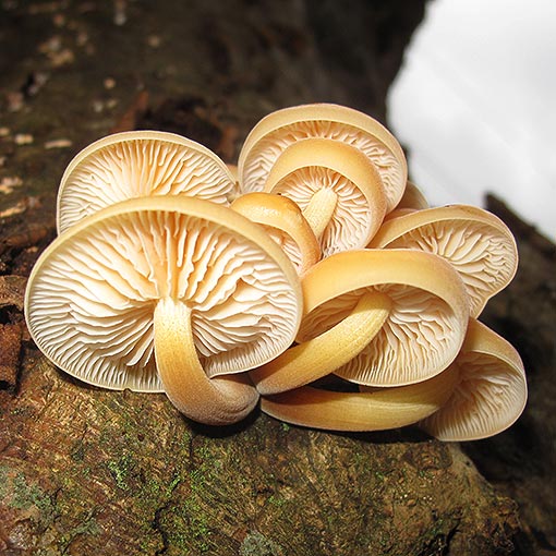 Flammulina velutipes, fungi, Tasmania