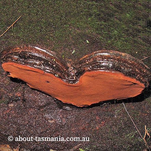 Ganoderma australe, fungi, Tasmania