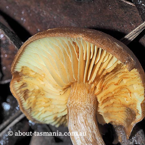 Gymnopilus allantopus, fungi, Tasmania