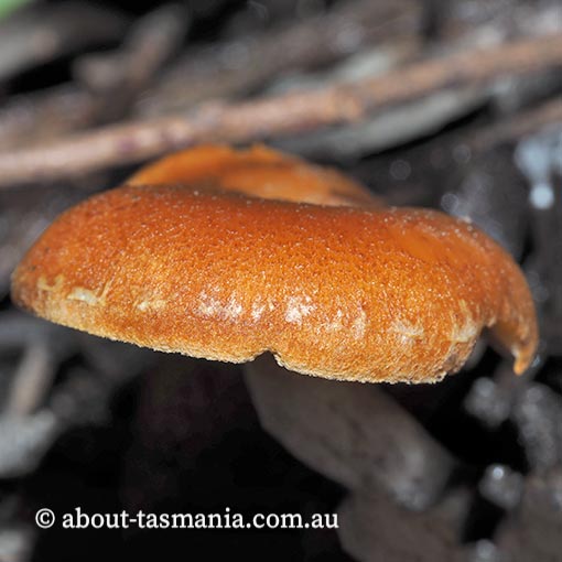 Gymnopilus allantopus, fungi, Tasmania