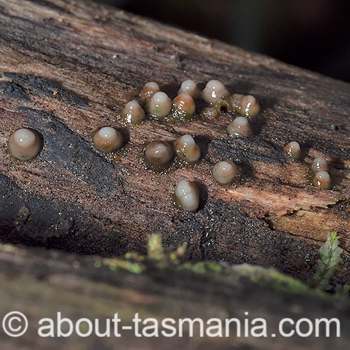 Helicogloea compressa, Leucogloea compressa, fungi, Tasmania