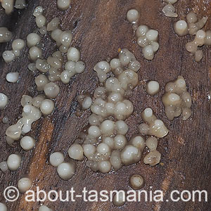 Helicogloea compressa