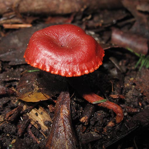 Hygrocybe coccinea, fungi, Tasmania