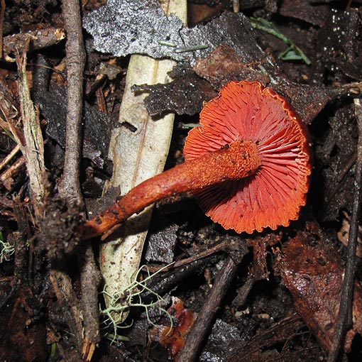 Hygrocybe coccinea, fungi, Tasmania