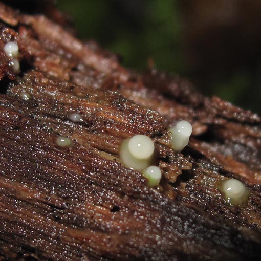 Helicogloea compressa, Leucogloea compressa, fungi, Tasmania
