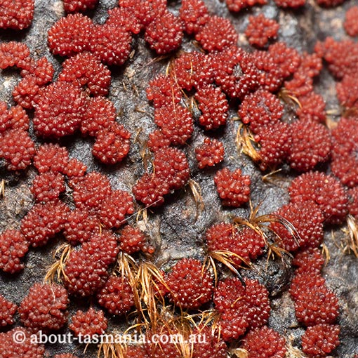 Nectria cinnabarina, fungi, Tasmania