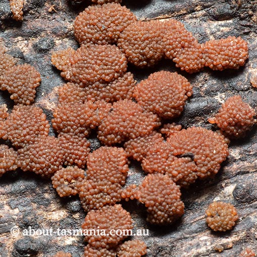 Nectria cinnabarina, fungi, Tasmania