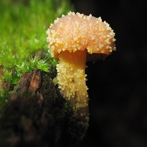 Neobarya agaricicola, ascomycetes, fungi, Tasmania