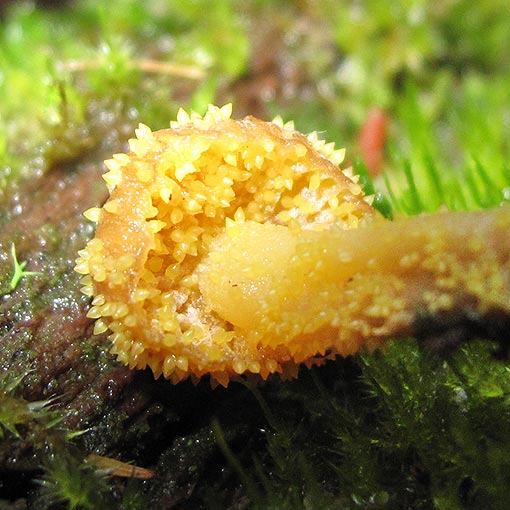 Neobarya agaricicola, ascomycetes, fungi, Tasmania